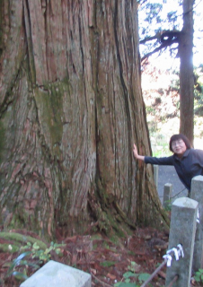 樹齢1500年杉