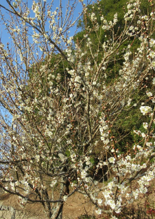 春の梅、色とりどり白梅、ﾛｰ梅、枝垂梅
