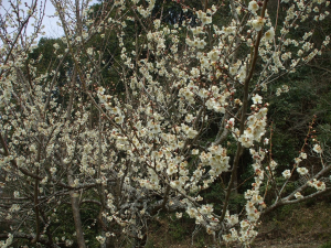 DSCF5395